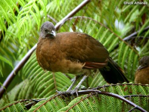 chachalaca