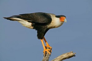 crested-caracara