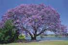 jacaranda1