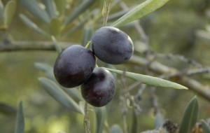 olives-on-branch4